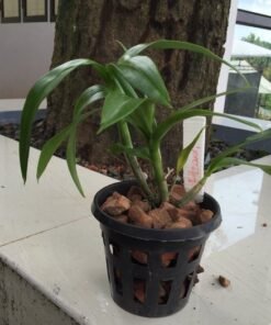 Alternative view of Set of 10 Large Orchid Pots (5 inch)