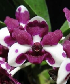 Blooming Size Rhynchostylis Cartoon Foxtail