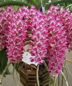 RHYNCHOSTYLIS SPOT PLAI Foxtail SEEDLING