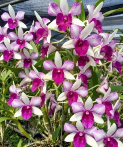 Ready to Flower Size Dendrobium Frieda