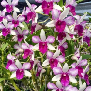 Frieda Seedling