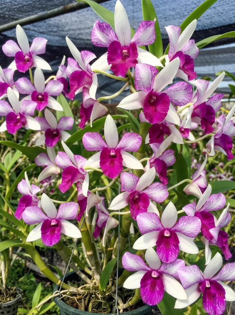 Ready to Flower Size Dendrobium Frieda