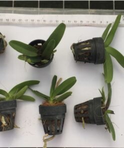 Alternative view of RHYNCHOSTYLIS Pink Foxtail Seedling