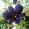 Violet Dendrobium Orchid