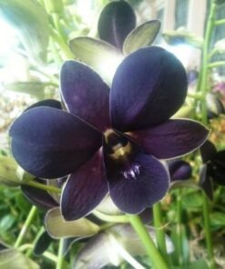 Violet Dendrobium Orchid