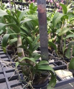 Buy Pink Dendrobium Twisted Orchid