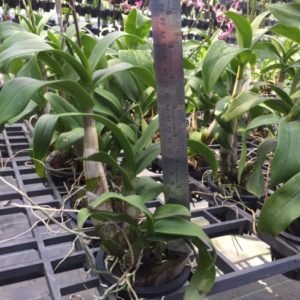 Buy Pink Dendrobium Twisted Orchid