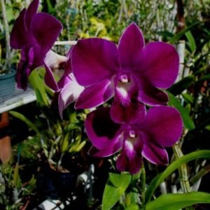 Buy Blue Orchids