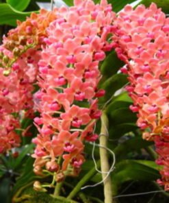 buy orange rhynchostylis orchid