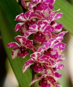 buy pink rhynchostylis orchids