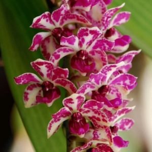 buy pink rhynchostylis orchids