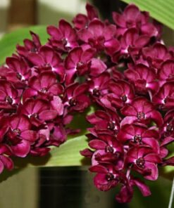 red rhyncostyllis orchids purchase online