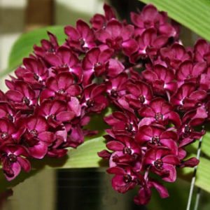 red rhyncostyllis orchids purchase online