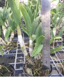 buy white pink splash dendrobium orchids online