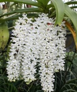 buy white rhyncostyllis