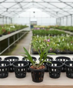 Set of 10 Large Orchid Pots (5 inch)