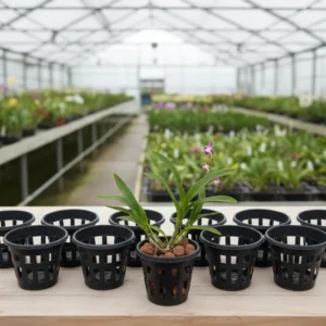 Set of 10 Large Orchid Pots (5 inch)