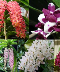 RHYNCHOSTYLIS Foxtail Seedlings combo pack of 6 plants