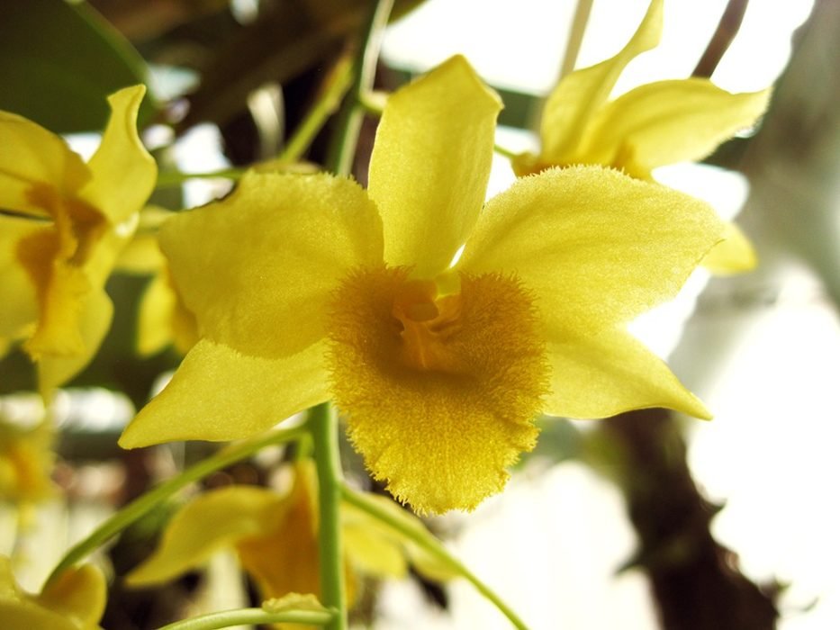 Farmeri Yellow Form - Pots and Petals