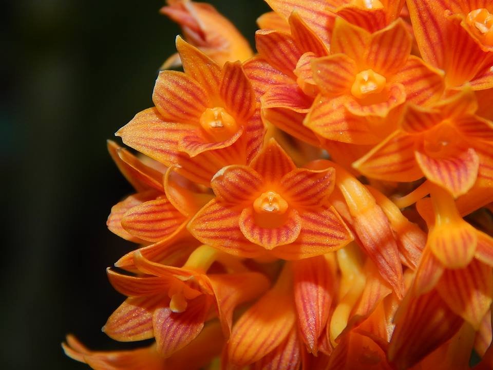 Resultado de imagem para Dendrobium usitae