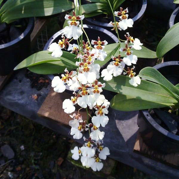 Oncidium white Orchid Plant Buy Online Oncidium Orchids