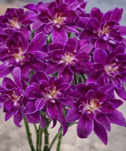 Rose Betty Red Seedling