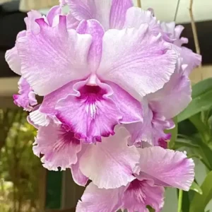 Anucha Pink #2 Dendrobium Seedling