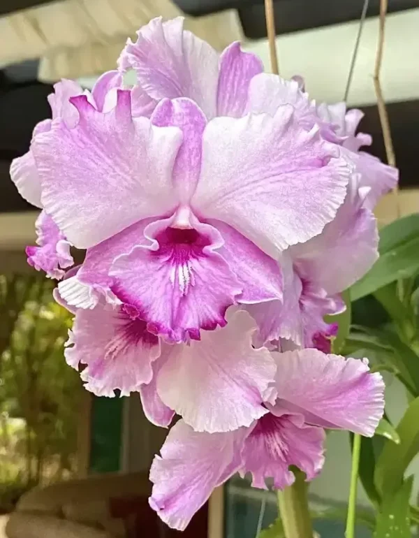 Anucha Pink #2 Dendrobium Seedling