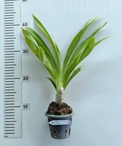 Alternative view of Catasetum Jumbo Puff Matured Flowering Size Plant (Fragrant)