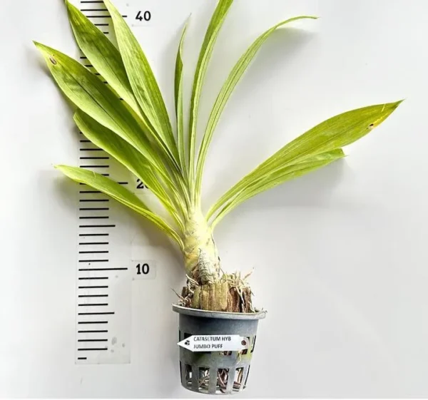 Catasetum Jumbo Puff Matured Flowering Size Plant (Fragrant) - Image 2