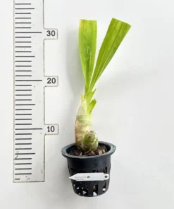 Alternative view of Catasetum Jumbo Puff Matured Flowering Size Plant (Fragrant)