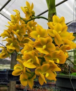 Catasetum Jumbo Puff Matured Flowering Size Plant (Fragrant)