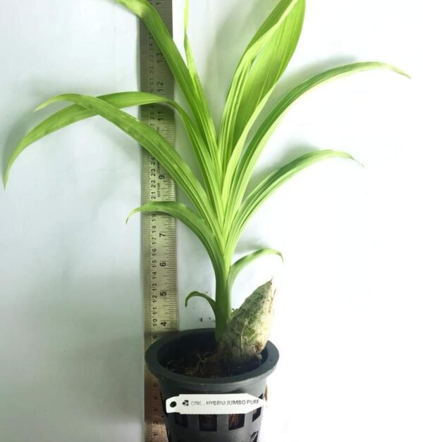 Buy yellow catasetum Orchid Plants Online | Yellow Catasetum sale