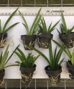 Alternative view of Tolumnia Firm Lion