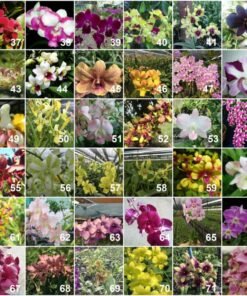 Alternative view of Combo Pack 90