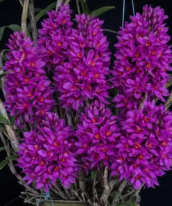 Dendrobium Hibiki - Ready To Flower Size