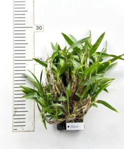 Alternative view of Dendrobium Hibiki Mounted - Ready To Flower Size