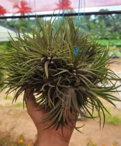 Alternative view of Tillandsia Ionantha Large Size (Bushy)