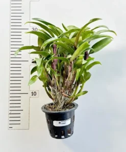 Alternative view of Dendrobium Hibiki - Ready To Flower Size