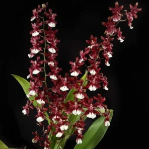 Blooming Size Sharry Baby Sweet Smelling (Large Size)