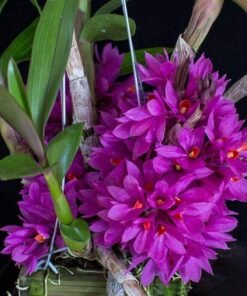 Dendrobium Hibiki - Ready To Flower Size