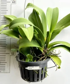 Alternative view of Oncidium Bai Pai Blooming Size