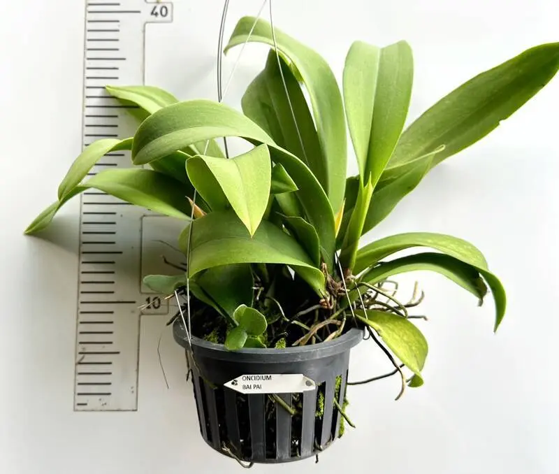 Oncidium Bai Pai Blooming Size - Image 2