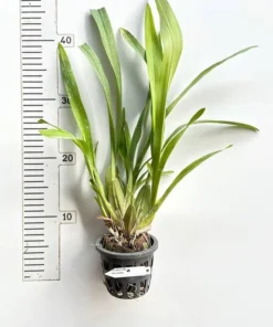 Alternative view of Sharry Baby Blooming Size