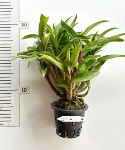 Alternative view of Dendrobium Hibiki - Ready To Flower Size
