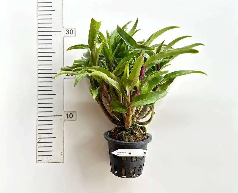 Dendrobium Hibiki - Ready To Flower Size - Image 2