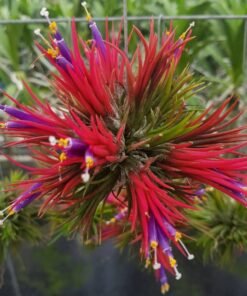 Tillandsia Ionantha Large Size (Bushy)