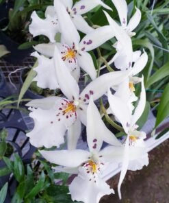 Winter Wonderland White Fairy Oncidium (Big Flower) - indoor orchid - Ready to Flower Size