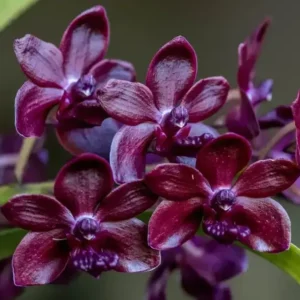 Vandachostylis Sri Siam Blooming Size