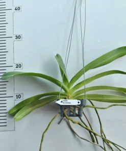 Alternative view of Ready to Flower Size Foxtail RG Orange (Rhynchostylis Gigantea)